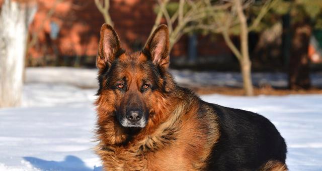 给牧羊犬取名字有什么好建议？如何选择一个合适的名称？