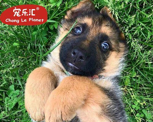 牧羊犬幼仔喂养指南：正确的饮食和护理方法是什么？