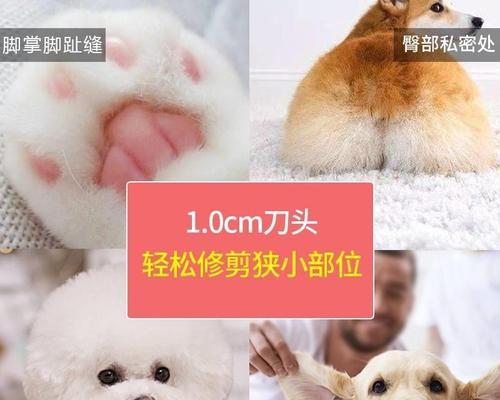 猫咪剃毛服务哪里找？选择剃毛地点的注意事项是什么？