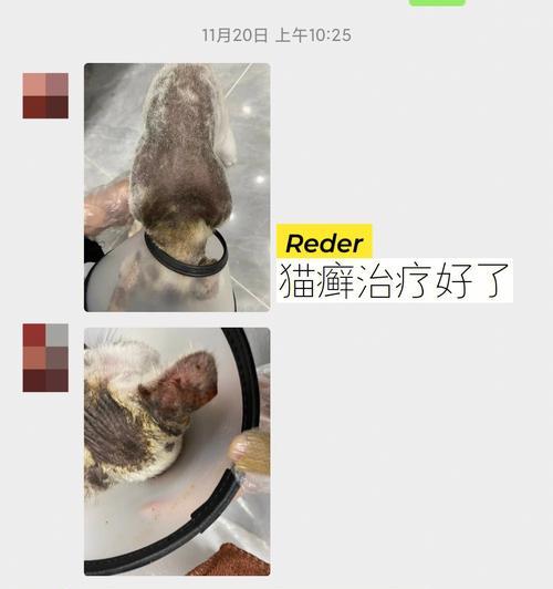 全身性猫鲜怎么治疗？有效治疗方法有哪些？