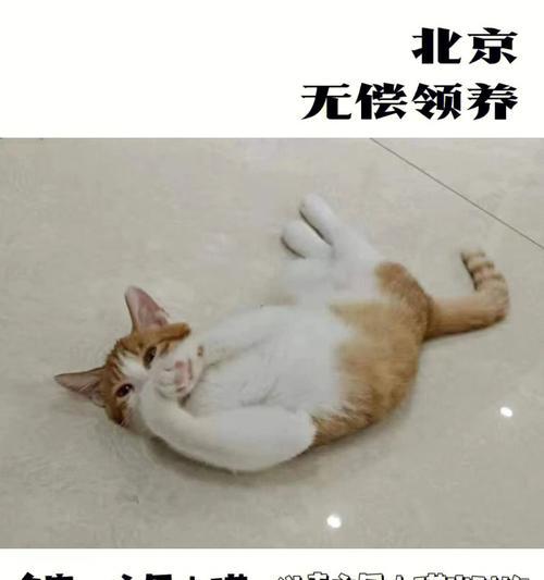 如何判断猫咪是公母？识别猫咪性别的简单方法是什么？