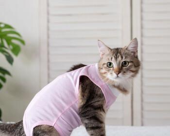 猫咪手术服怎么做？需要哪些材料和步骤？