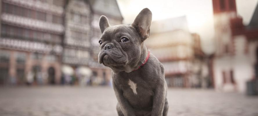 赛级斗牛犬什么意思？如何识别赛级斗牛犬的特征？