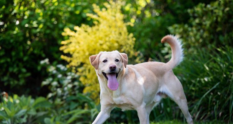 什么狗长适合孩子吗？选择适合儿童的犬种指南