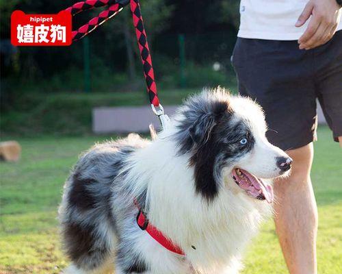 什么狗和拉不拉多长得像？如何区分相似犬种？