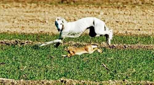 什么品种的狗最适合逮兔子？如何训练它们成为优秀的猎犬？