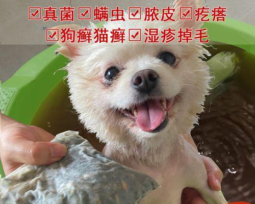 狗狗螨虫感染怎么办？有效治疗方法有哪些？