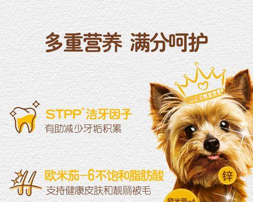 泰迪犬吐狗粮怎么办？如何快速识别原因并处理？