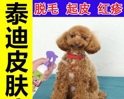 泰迪幼犬脱皮是什么原因？如何处理泰迪幼犬的脱皮问题？