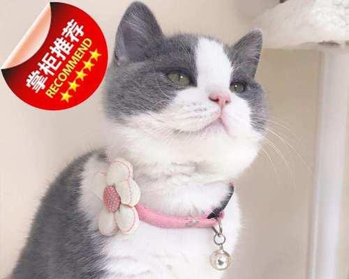 同胞猫咪会生小猫吗？繁殖小猫的条件是什么？