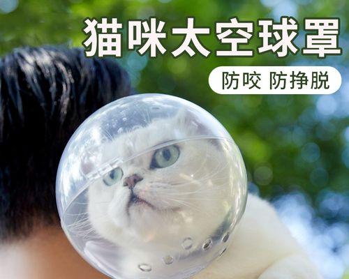 同胞猫咪会生小猫吗？繁殖小猫的条件是什么？