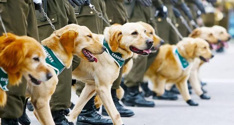 为什么警犬中很少见到金毛寻回犬？