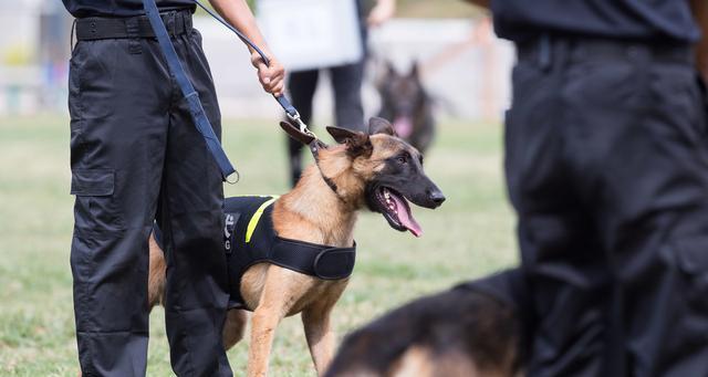 为什么警犬中很少见到金毛寻回犬？