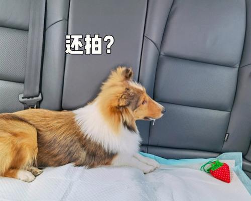 小宠物狗晕车怎么办？有效预防和处理方法是什么？