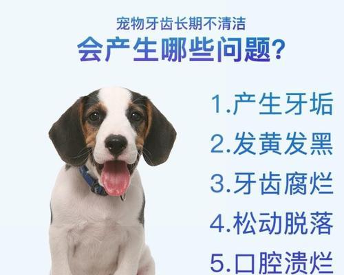 小狗牙齿发黄发黑怎么办？如何预防和处理？