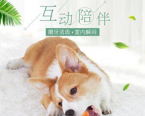 小狗能吃大磨牙棒么？对牙齿健康有好处吗？