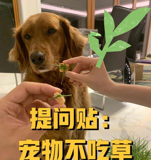 小狗吃小草的原因是什么？这样做对它们有好处吗？