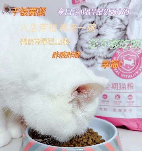 小猫不吃隔夜猫粮怎么办？如何解决小猫挑食问题？