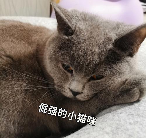 小猫不吃饭只舔塑料怎么办？可能的原因和解决方法是什么？