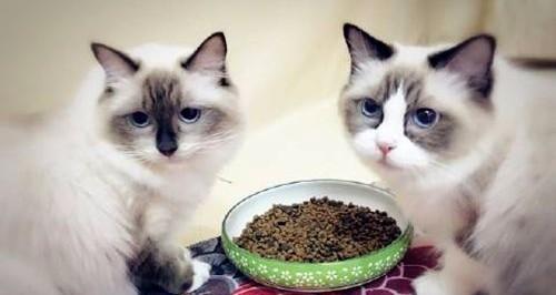 小猫不吃猫粮咋回事？如何解决宠物挑食问题？