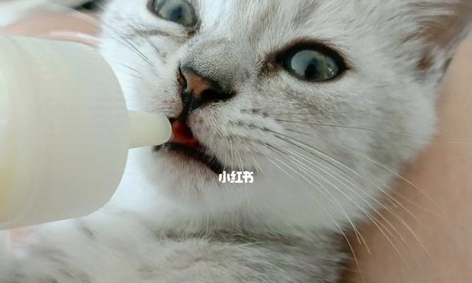 小猫不喝奶怎么办？需要喂什么药物吗？