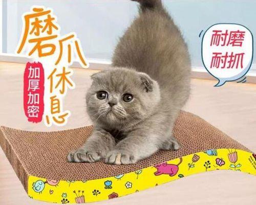 小猫为什么不让摸还用爪子挡？如何正确与猫咪互动？