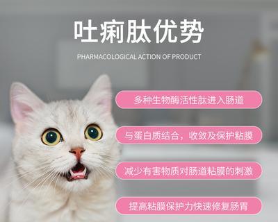 小猫肠胃炎如何调养？有效的方法和注意事项是什么？