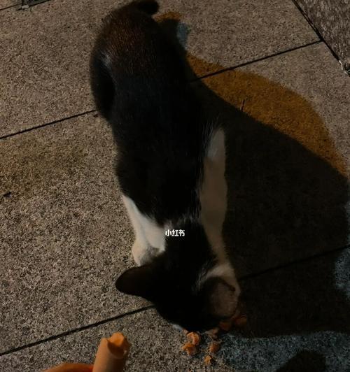 小猫吃成猫粮拉稀怎么办？常见原因及解决方法是什么？