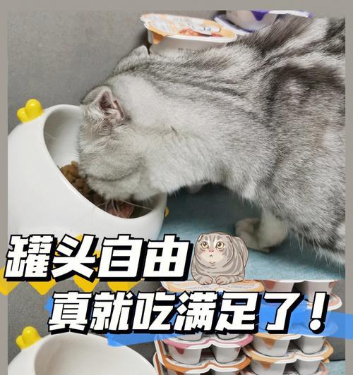 小猫吃罐头后多久会排便？如何处理猫咪消化问题？