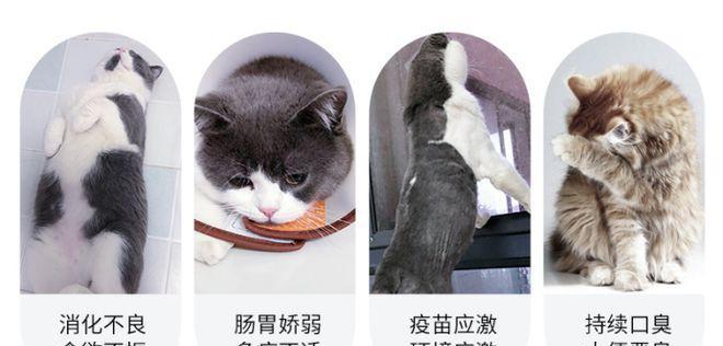 小猫吃了驱虫药吐了怎么办？如何预防和处理宠物呕吐？