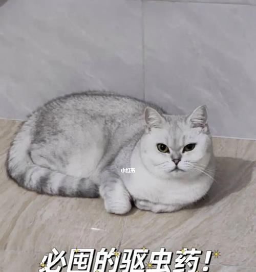 小猫吃了驱虫药吐了怎么办？如何预防和处理宠物呕吐？