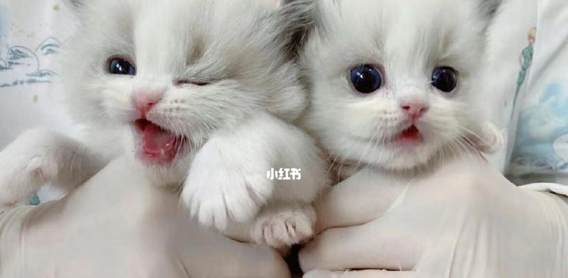 小猫出生后多久可以安全触摸？需要注意哪些事项？