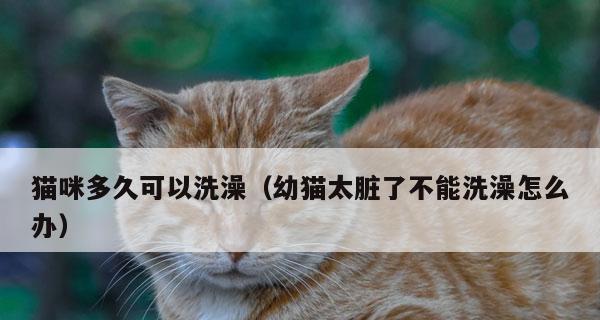 小猫打疫苗后多久能洗澡？需要注意什么？