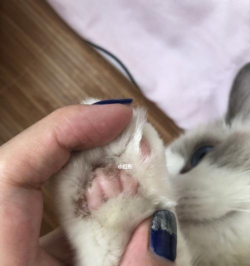 小猫得了猫癣怎么治疗？如何预防猫癣复发？