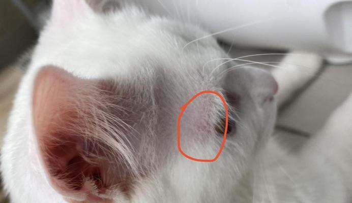 小猫得了猫癣怎么治疗？如何预防猫癣复发？