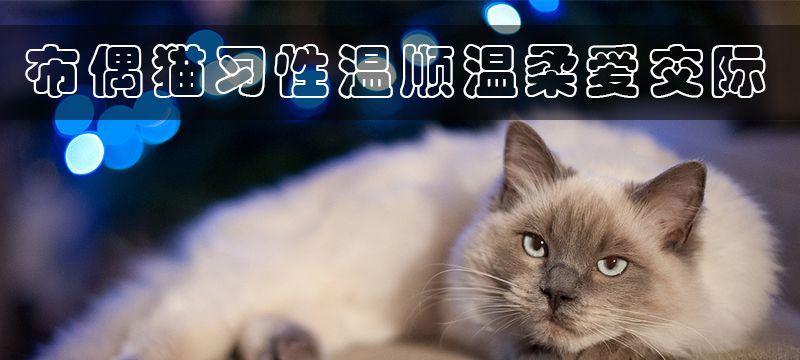 小猫的生活习性视频有哪些特点？如何通过视频了解小猫的日常行为？