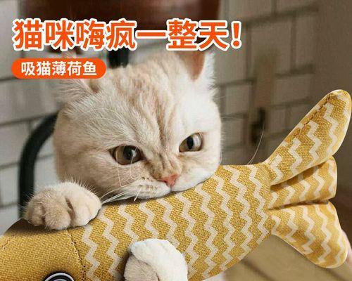 小猫的玩具还有哪些？如何挑选适合小猫的玩具？