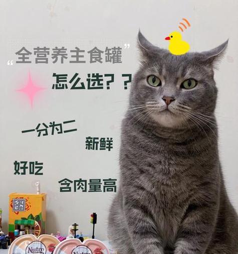 小猫肠胃不适怎么办？哪些食物有助于调理？