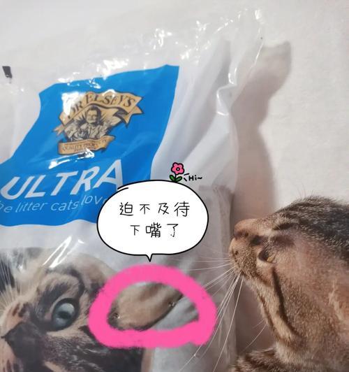 小猫对粉尘大的猫砂怎么办？如何选择适合的猫砂？