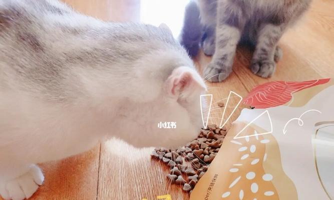 小猫多久吃一次猫粮？如何合理安排喂食时间表？