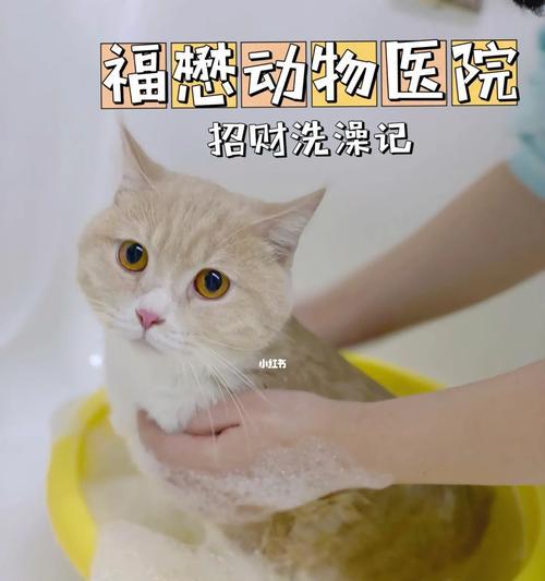 小猫多久能适应洗澡？适应洗澡的正确步骤是什么？