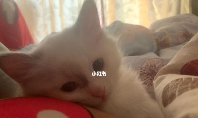 小猫多久睁眼？如何判断小猫是否好养？