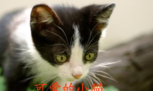 小猫躲在哪里ppt？如何制作吸引人的幻灯片？