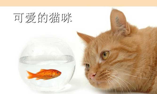 小猫躲在哪里ppt？如何制作吸引人的幻灯片？