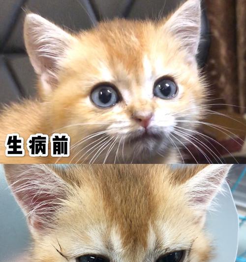 小猫感冒拉稀应该吃什么？如何正确喂食？