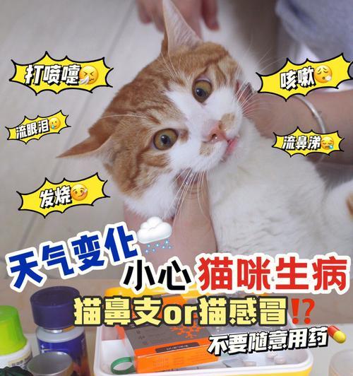 小猫感冒流鼻涕发红怎么办？常见原因及处理方法是什么？