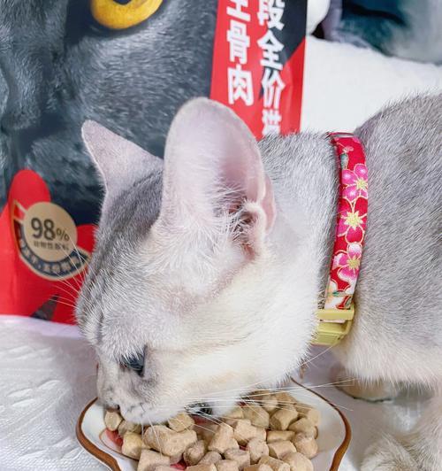 小猫吃肥肉有什么影响？如何正确喂养小猫？