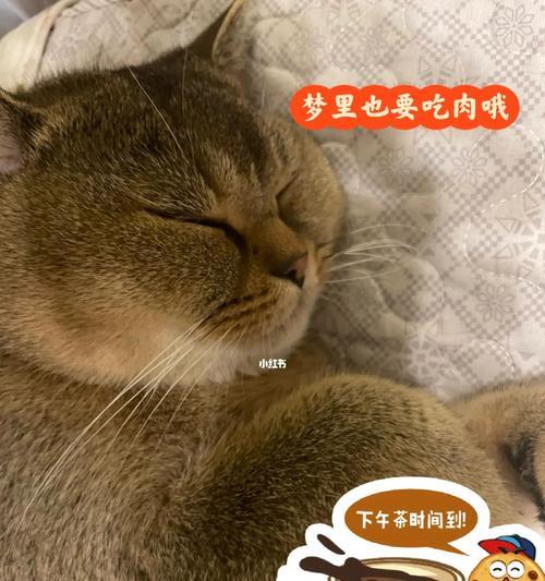 小猫吃肥肉有什么影响？如何正确喂养小猫？