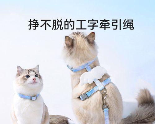 小猫后腿肿了怎么办？如何进行家庭护理和治疗？