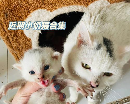 小猫喝凉奶会有什么影响？正确喂奶方法是什么？